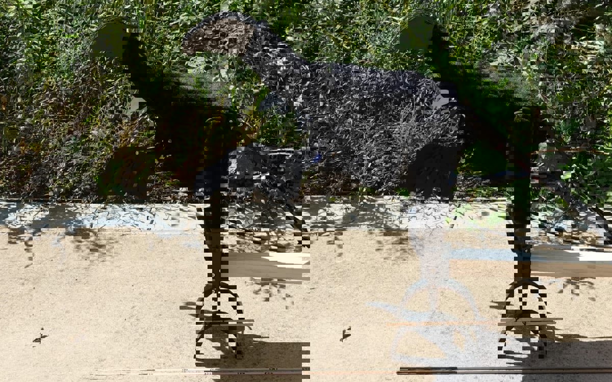 روبوت يعتمد أسلوب الديناصورات في الإيقاع بالفرائس