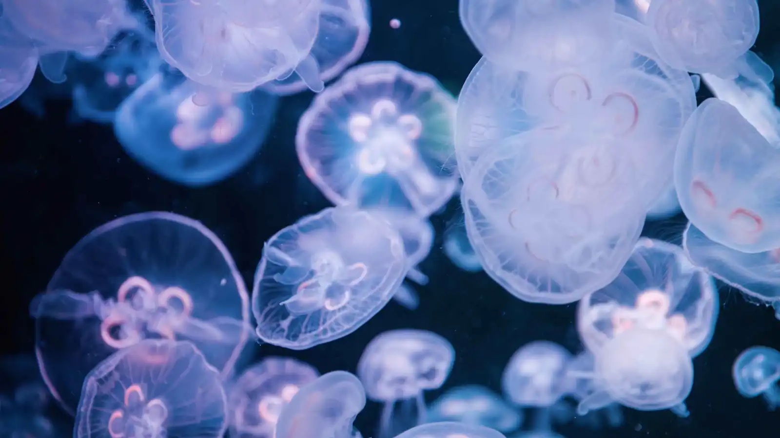 قناديل البحر تُعطّل أكبر المحطات النووية في فرنسا