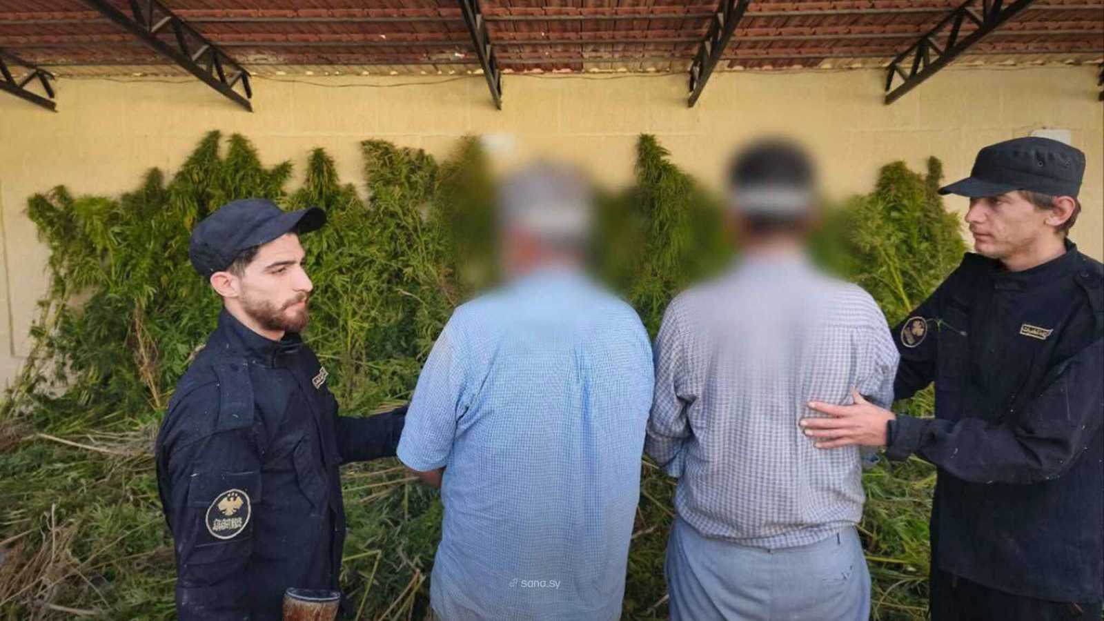 الداخلية السورية تداهم مزرعة حشيش وتقبض على أصحابها (صور)