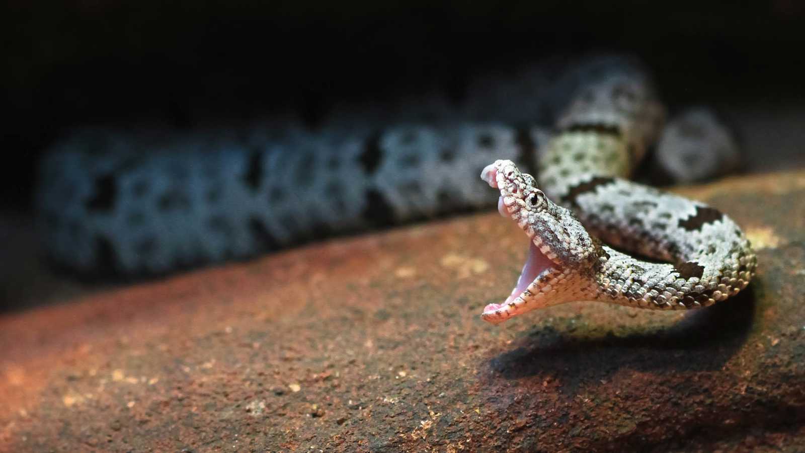 كيف تتصرف الثعابين أثناء الزحف الشتوي؟.. 7 سلوكيات مفاجئة