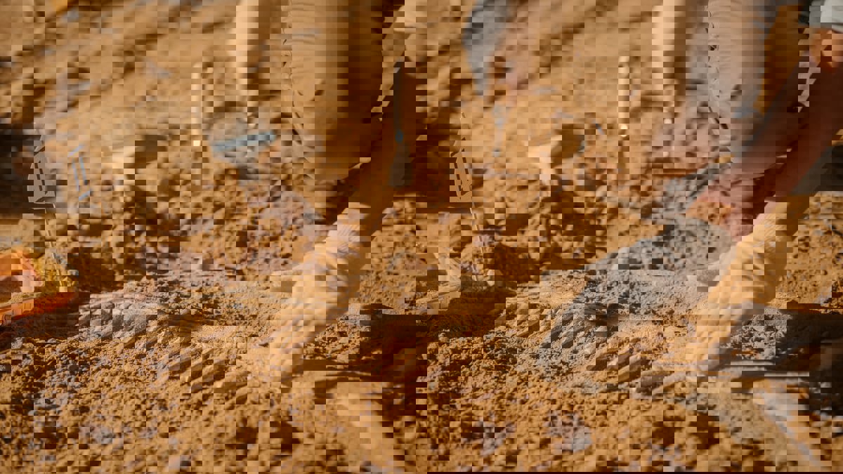 اكتشاف أحافير لشجرة "فريدة" عاشت قبل 350 مليون عام