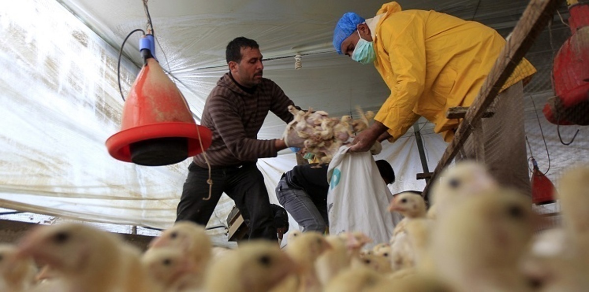 مصر تسجل أول وفاة بـ"إنفلونزا الطيور" في 2017