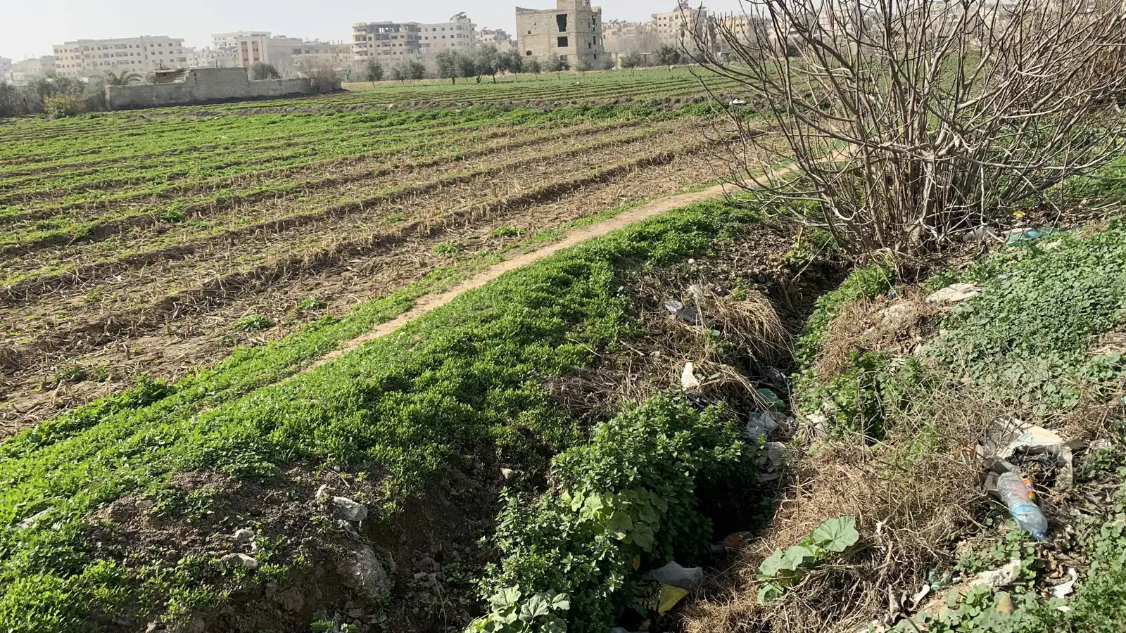 مياه الصرف الصحي تهدد المزروعات في الغوطة الشرقية (صور)