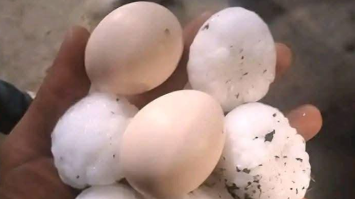 الحبة بحجم بيضة.. البرَد يدمر بساتين في الجزائر (فيديو)