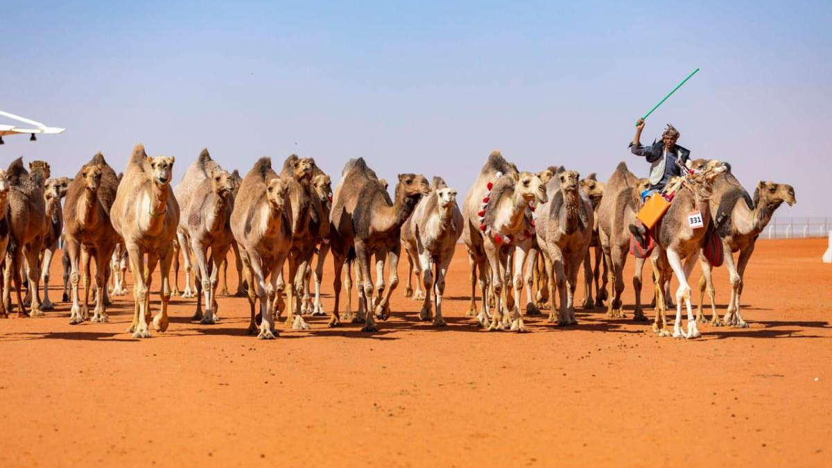 صداقة وثيقة تجمع شابًا عراقيًا بقطيع من الإبل طيلة 18 عامًا في السعودية
