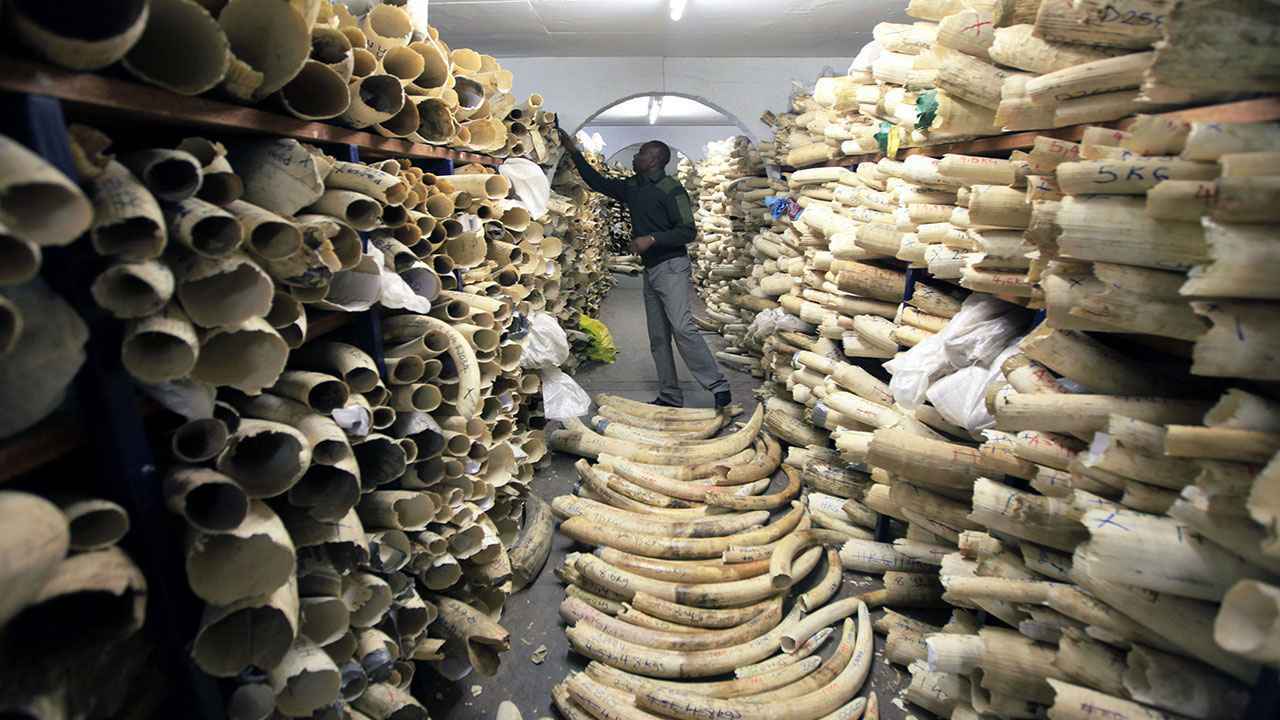 إندونيسيا تضبط شبكة لتهريب عاج الفيلة