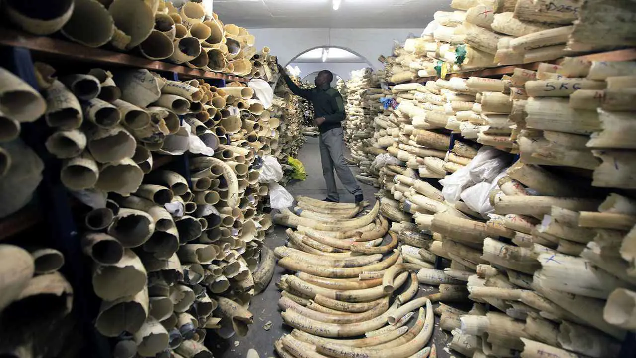 إندونيسيا تضبط شبكة لتهريب عاج الفيلة