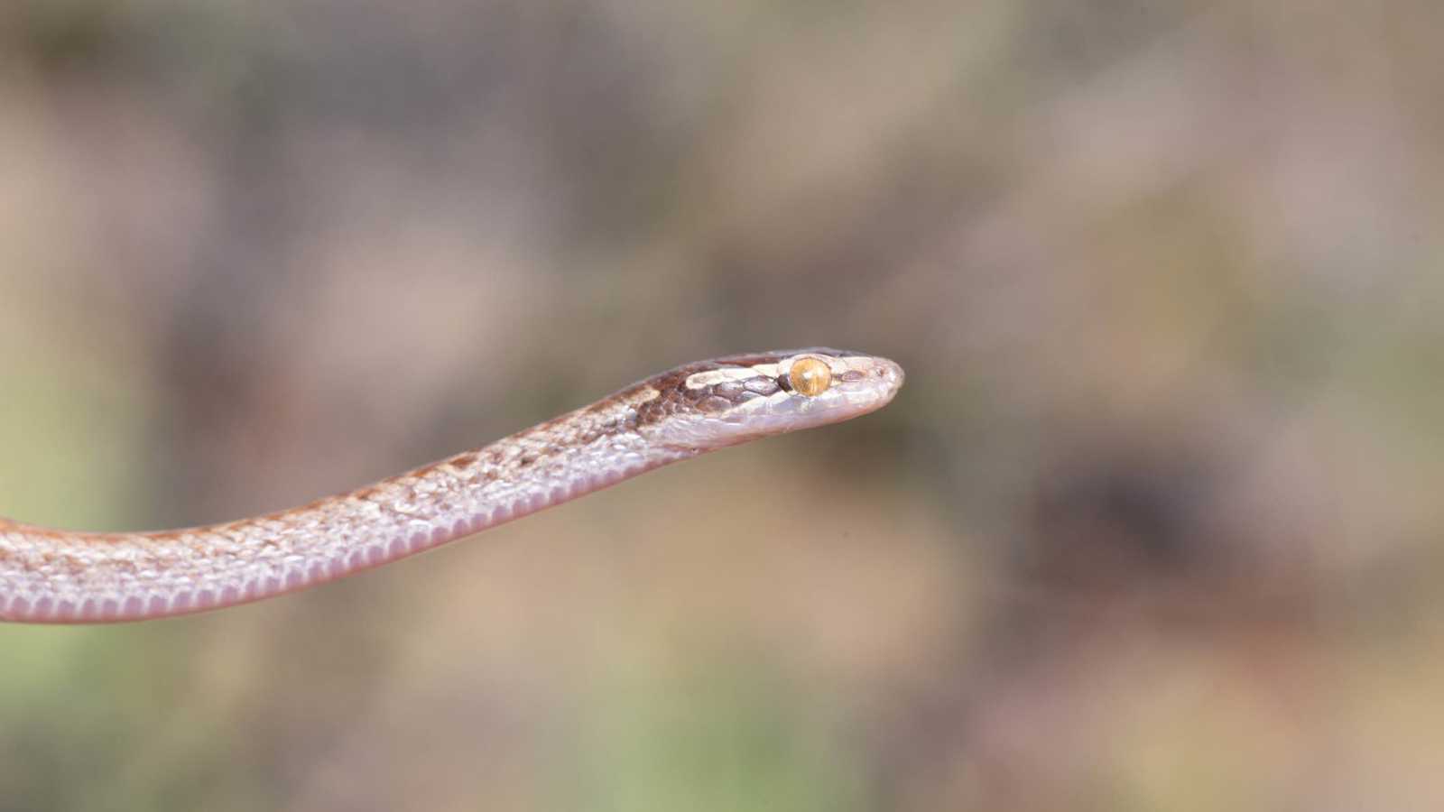 لحظة مرعبة.. ثعبان يخرج من مرآة السيارة الجانبية (فيديو)