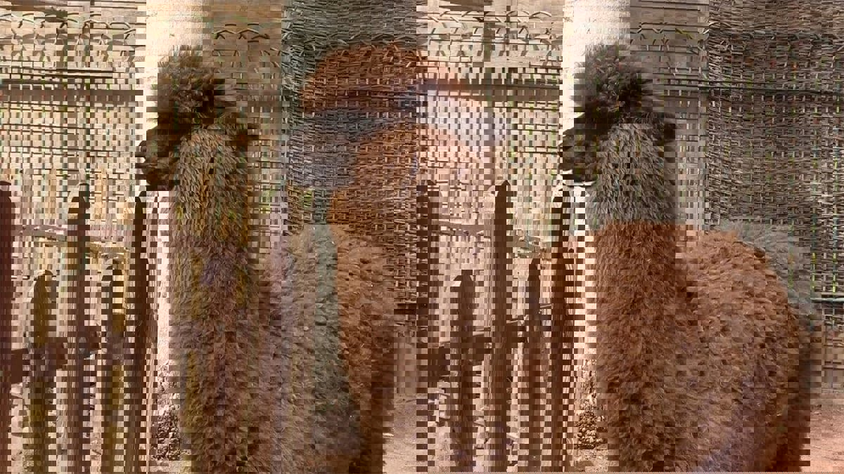 انتقادات لرئيس وزراء بريطانيا بسبب "حيوان ألبكة" محكوم عليه بالموت