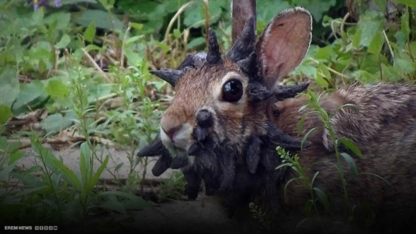 "الأرانب الشيطانية".. مخلوقات تثير الرعب في أمريكا (فيديو إرم )