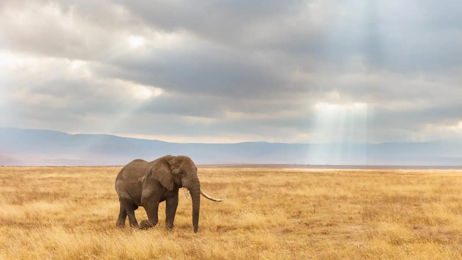 فيل يوقف حركة السير في تايلاند بحثًا عن الطعام (فيديو)