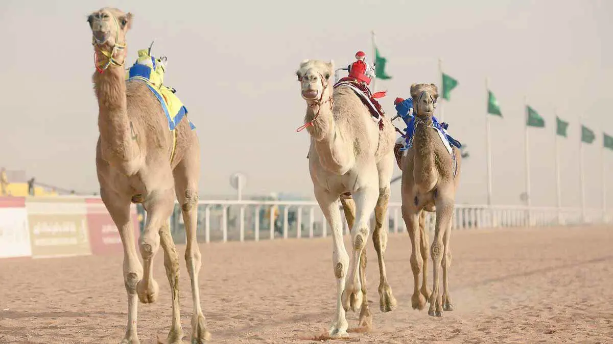 السعودية.. بلاغات سرية عن الإبل الخاضعة لعمليات تجميل للفوز بجوائز المزايين