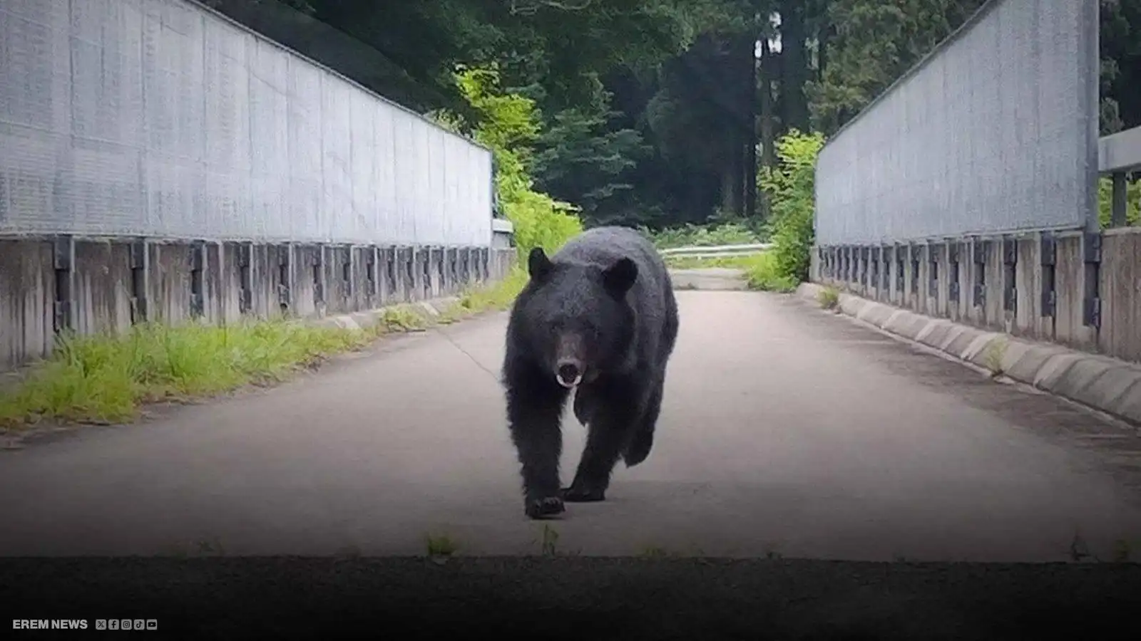 "معركة الدببة".. الجيش الياباني وجها لوجه مع "الرعب القادم من الغابة"