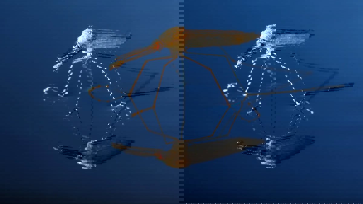 علماء يسعون لمكافحة البعوض والملاريا عبر تقنية "الدم المزيف"