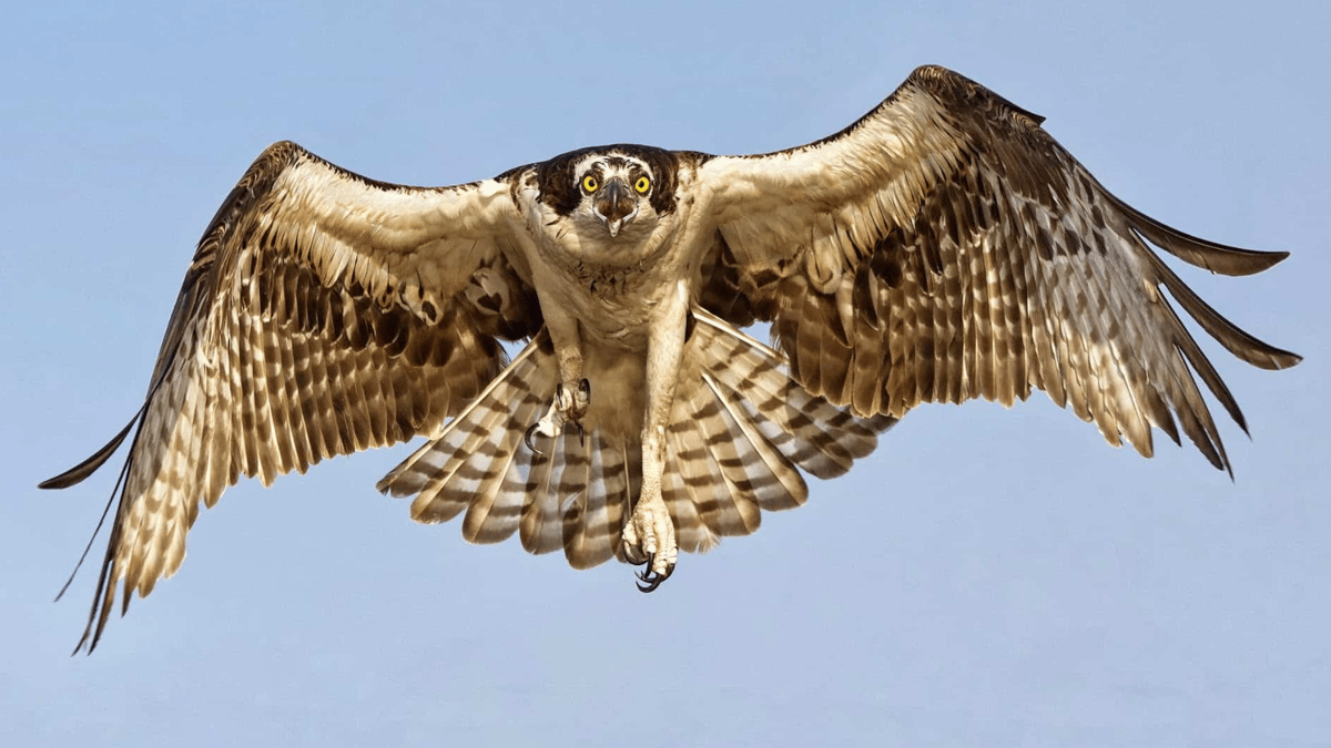 "الصقر الصغير" جديد الطائرات بدون طيار الصينية (صور)