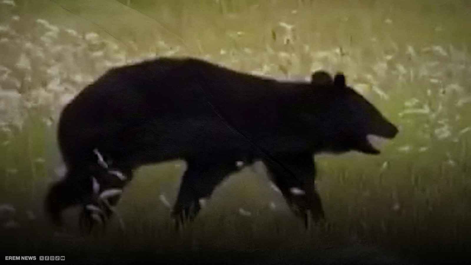 دب في مطار ياباني