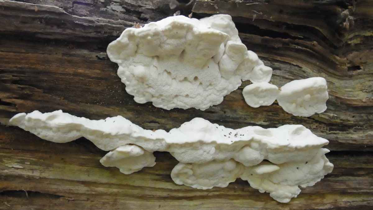 دراسة تكشف عن أكثر المركبات مرارة في العالم