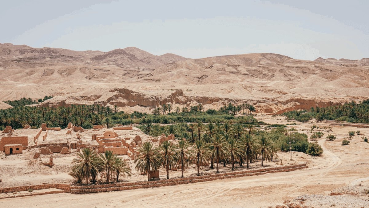 الواحات التونسية تكافح الجفاف والتغيرات المناخية