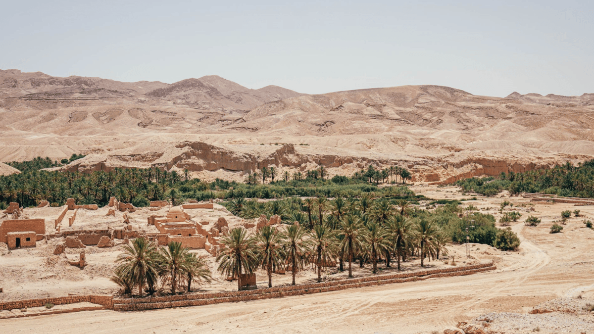الواحات التونسية تكافح الجفاف والتغيرات المناخية