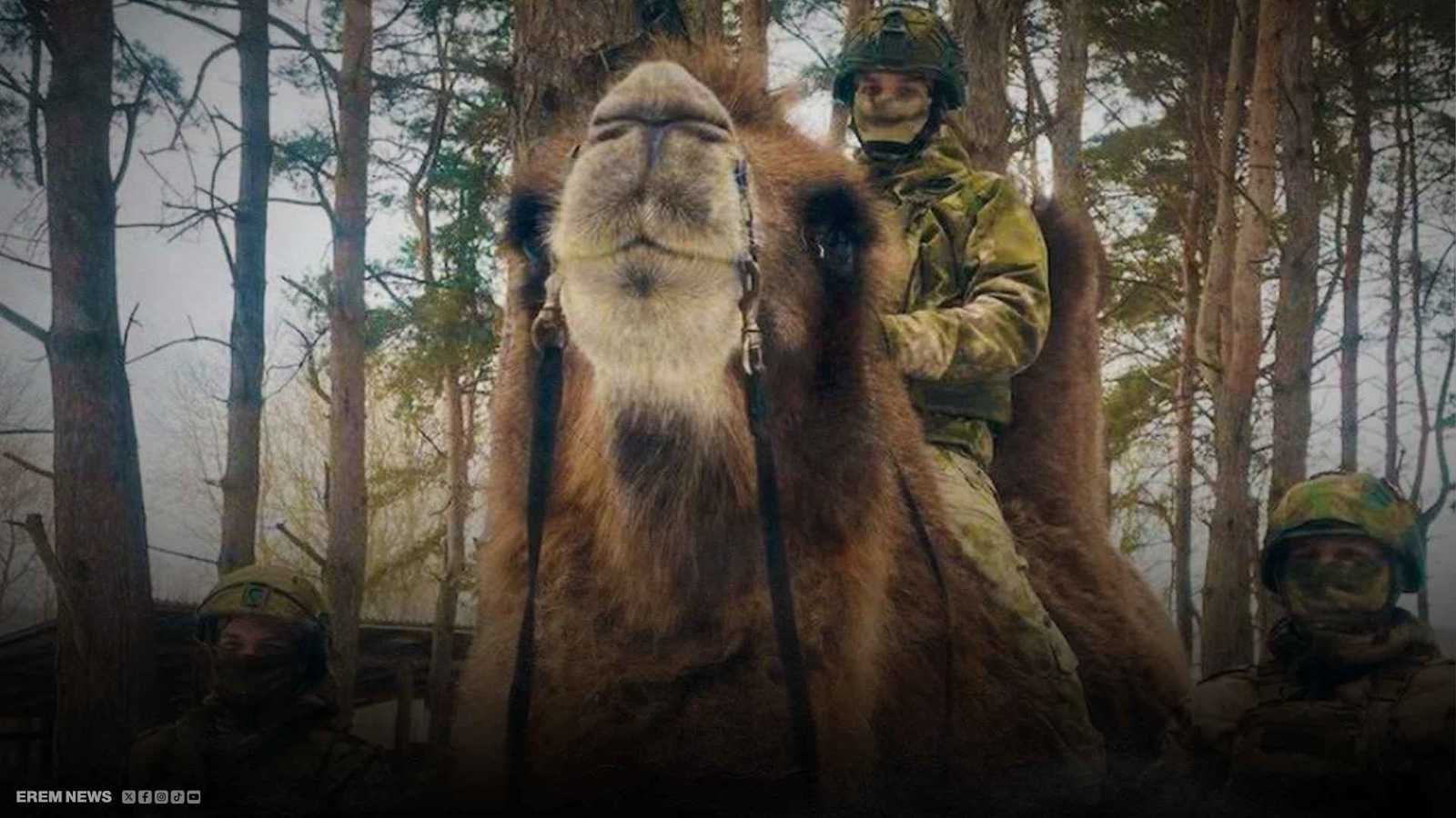 جمل في ساحة المعركة... وجوه غير مألوفة في الحرب الروسية الأوكرانية
