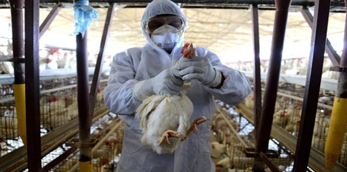منظمة للصحة: إيران تعلن ظهور إنفلونزا الطيور