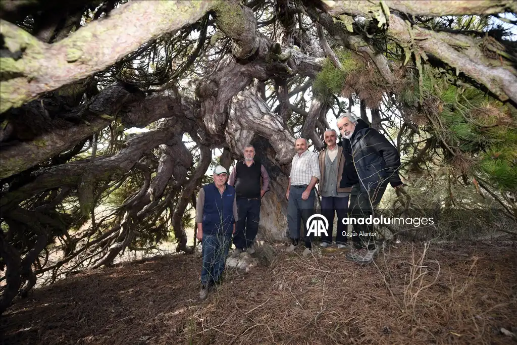 شجرة الصنوبر