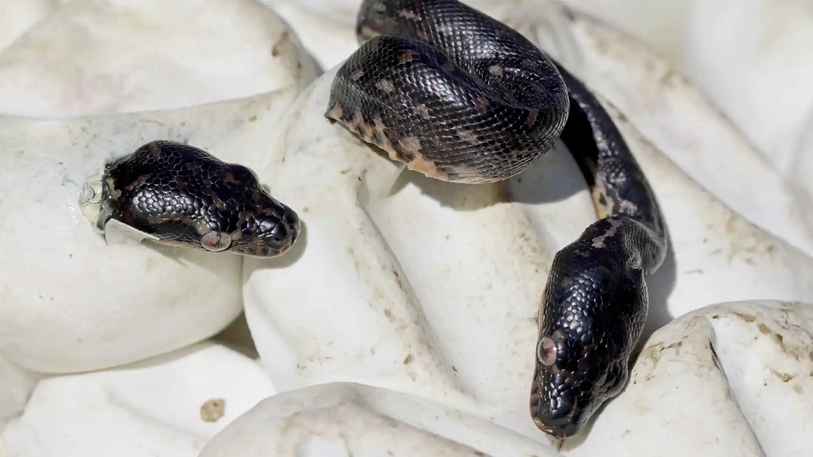 صغار الثعابين 