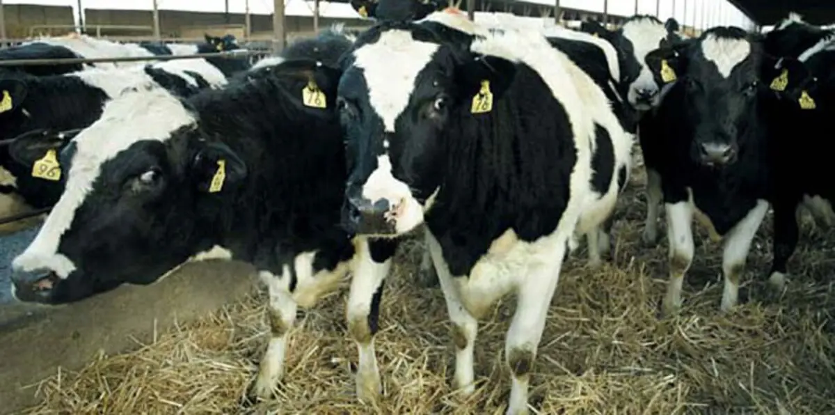 بورصات لتحويل روث الحيوانات لمكاسب مالية في ألمانيا