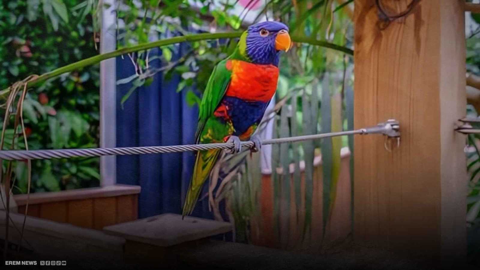 قبر خاص وحزن لا ينتهي.. رحيل الطائر "بيردوش" يُدمي القلوب في تركيا (فيديو إرم)