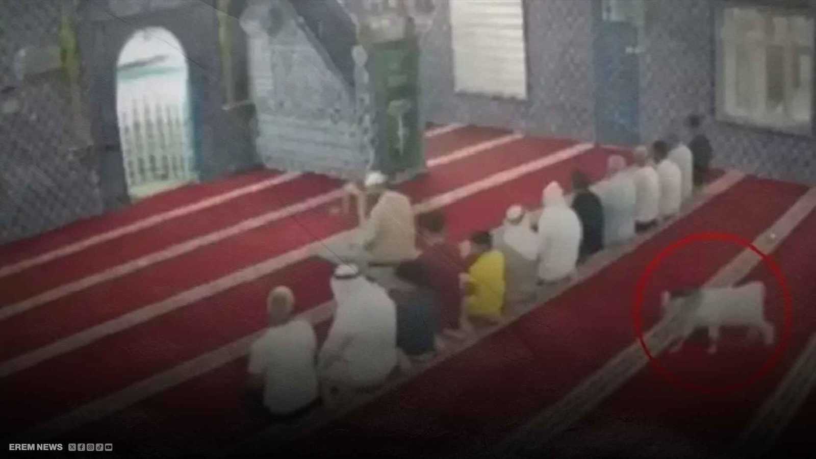 "لقطة تثير تفاعلا".. ماعز تدخل مسجدا وسط صلاة الجماعة (فيديو إرم)