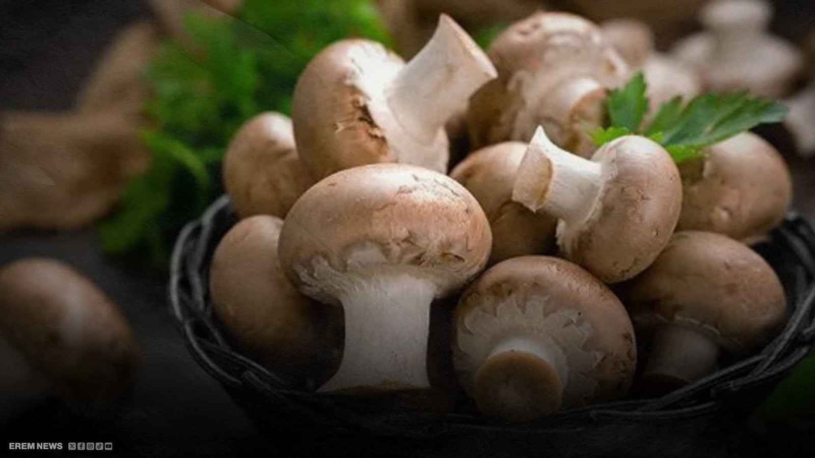 اكتشاف ثوري لعلاج باركنسون.. وكلمة السر في"الفطر السحري" (فيديو)