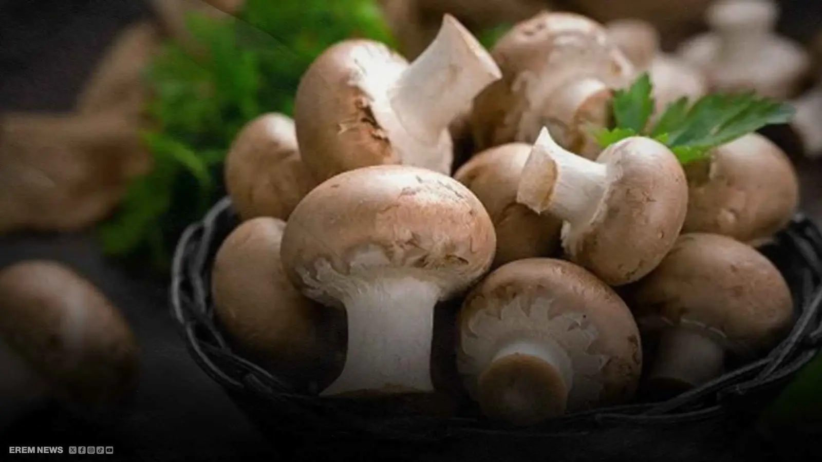 اكتشاف ثوري لعلاج باركنسون.. وكلمة السر في"الفطر السحري" (فيديو)