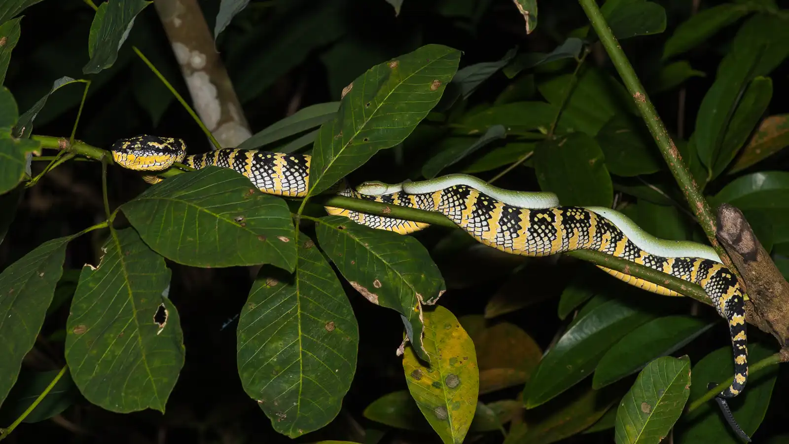 تزاوج الثعابين