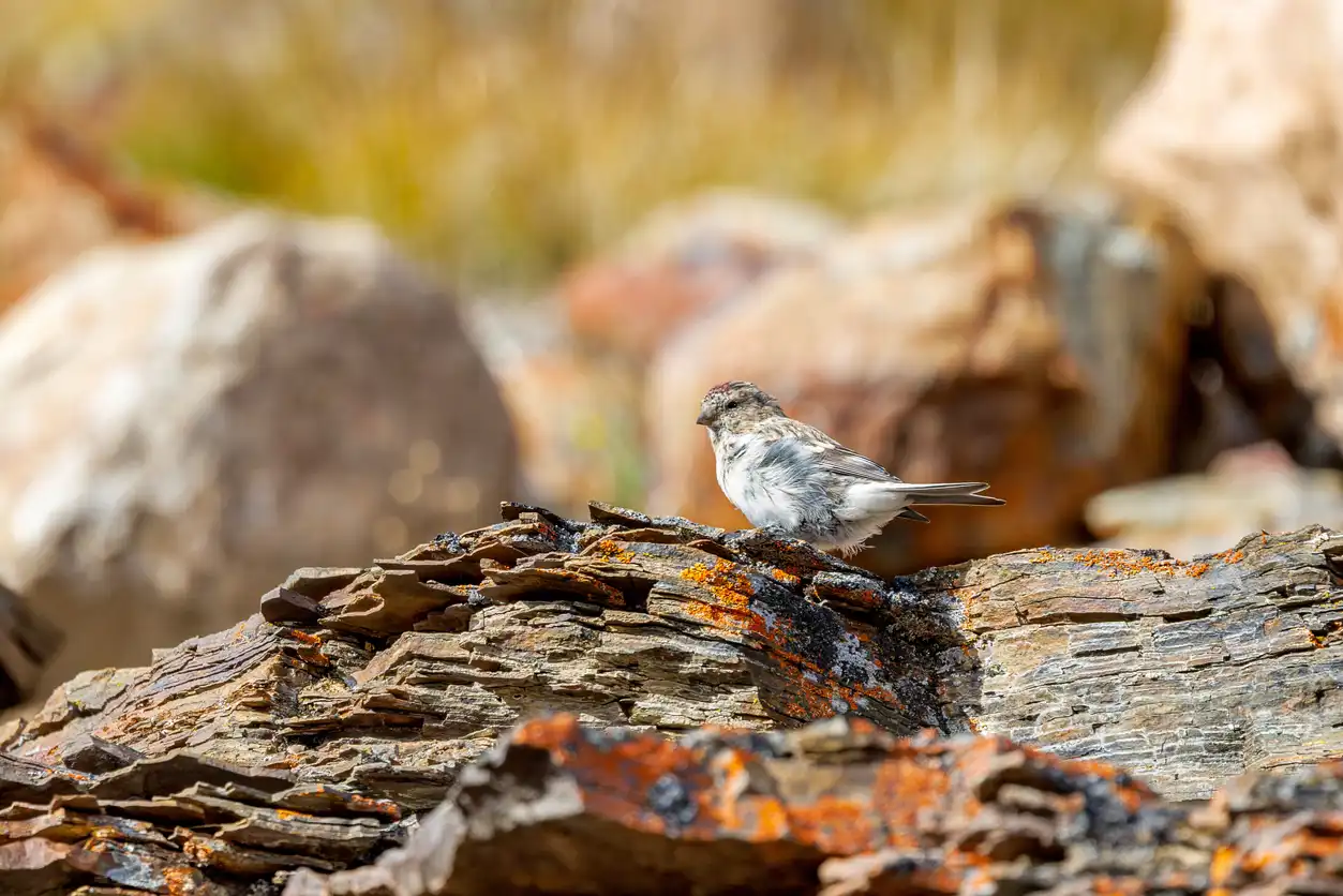 غرينلاند أكبر حديقة وطنية في العالم