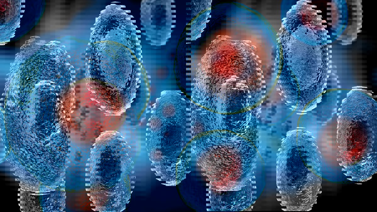 دور تكنولوجيا الأنسجة في تمكين نمو الخلايا الجذعية 