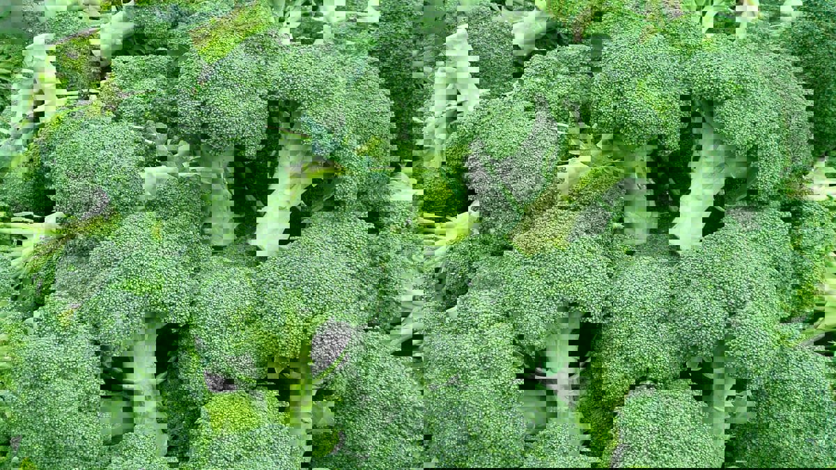 يحمي من السرطان.. تعرف على الفوائد العديدة لتناول البروكلي