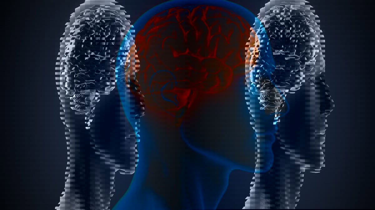 دراسة: حرارة أدمغة النساء أعلى من الرجال