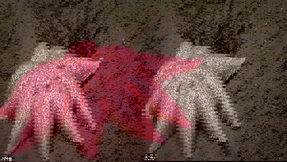 غواصة روبوتية تكشف أغرب الكائنات البحرية (صور)