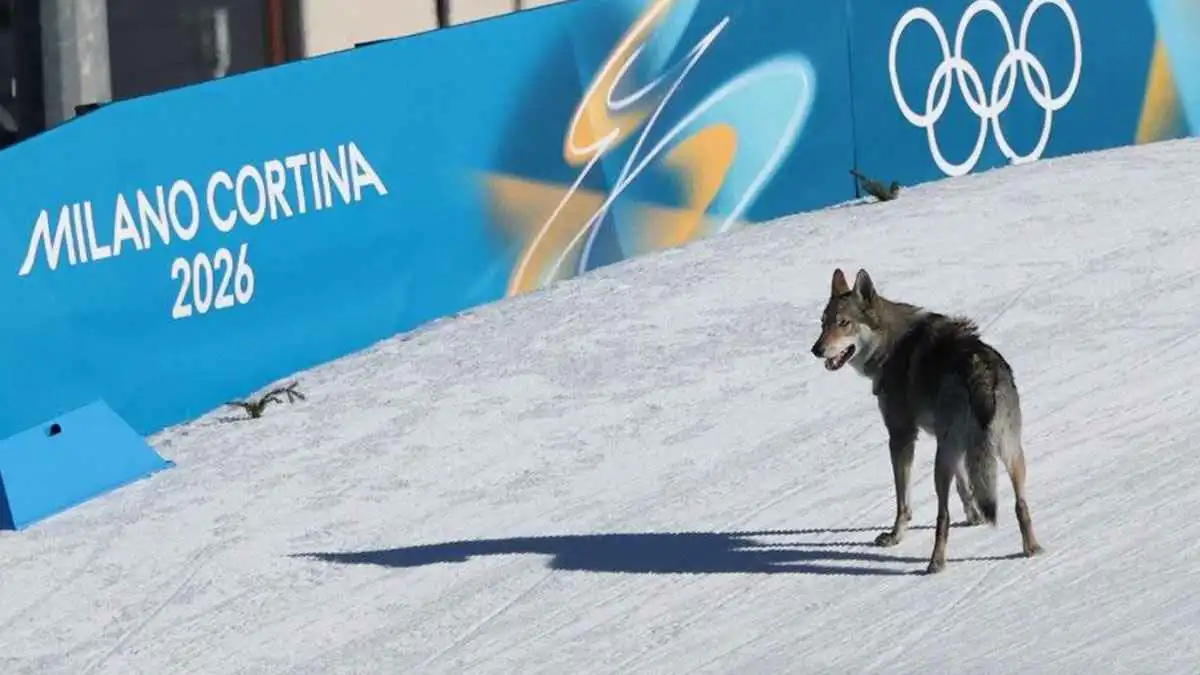 يشبه الذئب.. كلب يطارد المتسابقات في منافسات الأولمبياد الشتوية (فيديو)