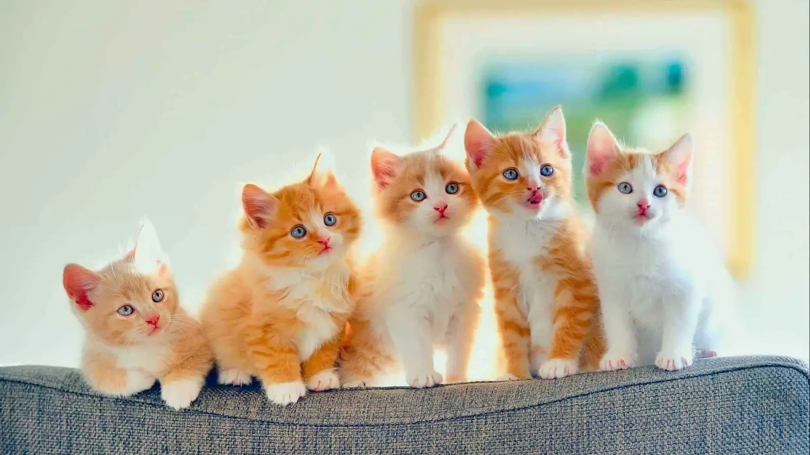 السكري يهدد صحة حيواناتك الأليفة.. تعرّف على الأعراض والعلاج