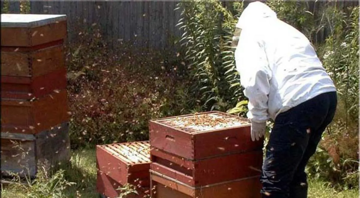 الشرطة الكندية تحقق في نفوق مئات الآلاف من النحل‎