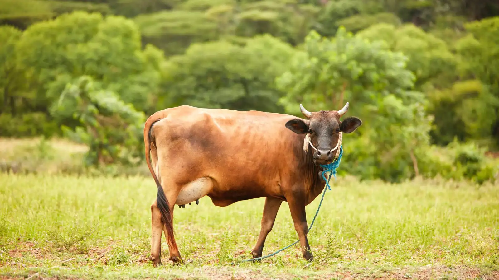 هاجمت شابا على الطريق.. بقرة تُثير الذعر في الهند (فيديو)