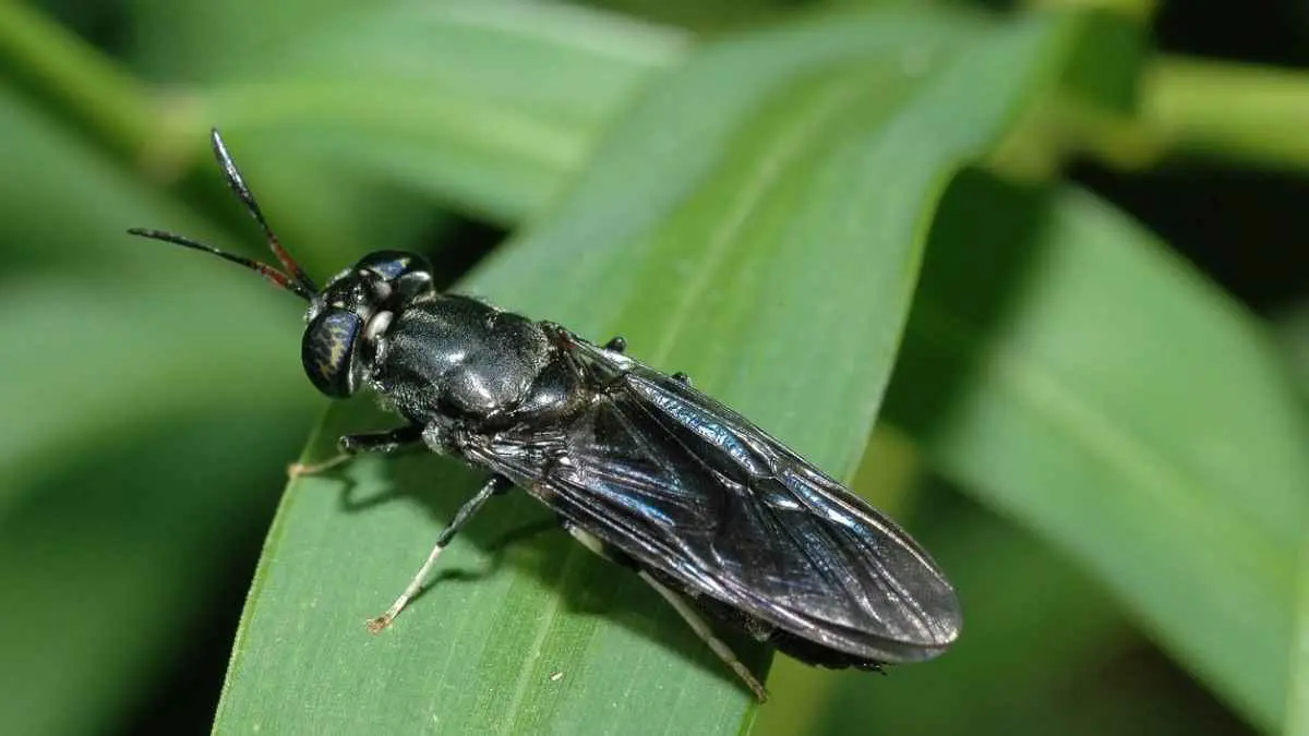 طبيب كوبي يترك المهنة ليُربي الذباب