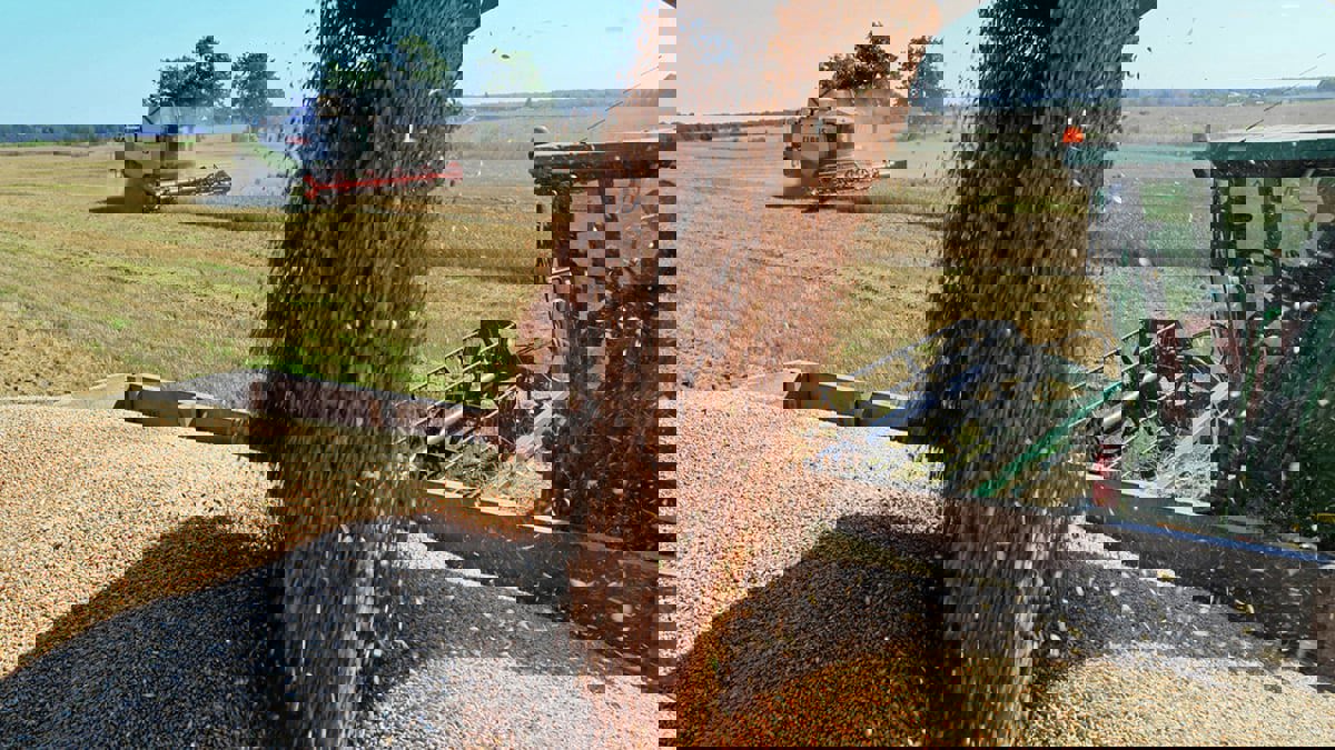 التفاؤل باستئناف صادرات أوكرانيا يخفض أسعار القمح والذرة