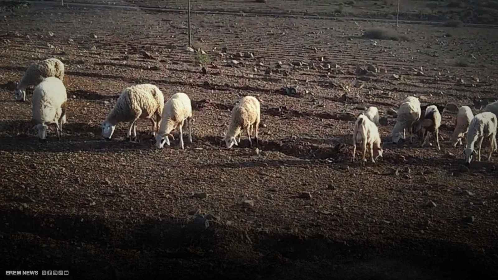 راعي أغنام عراقي يواجه دباً وجهاً لوجه وينجو بأعجوبة (فيديو)
