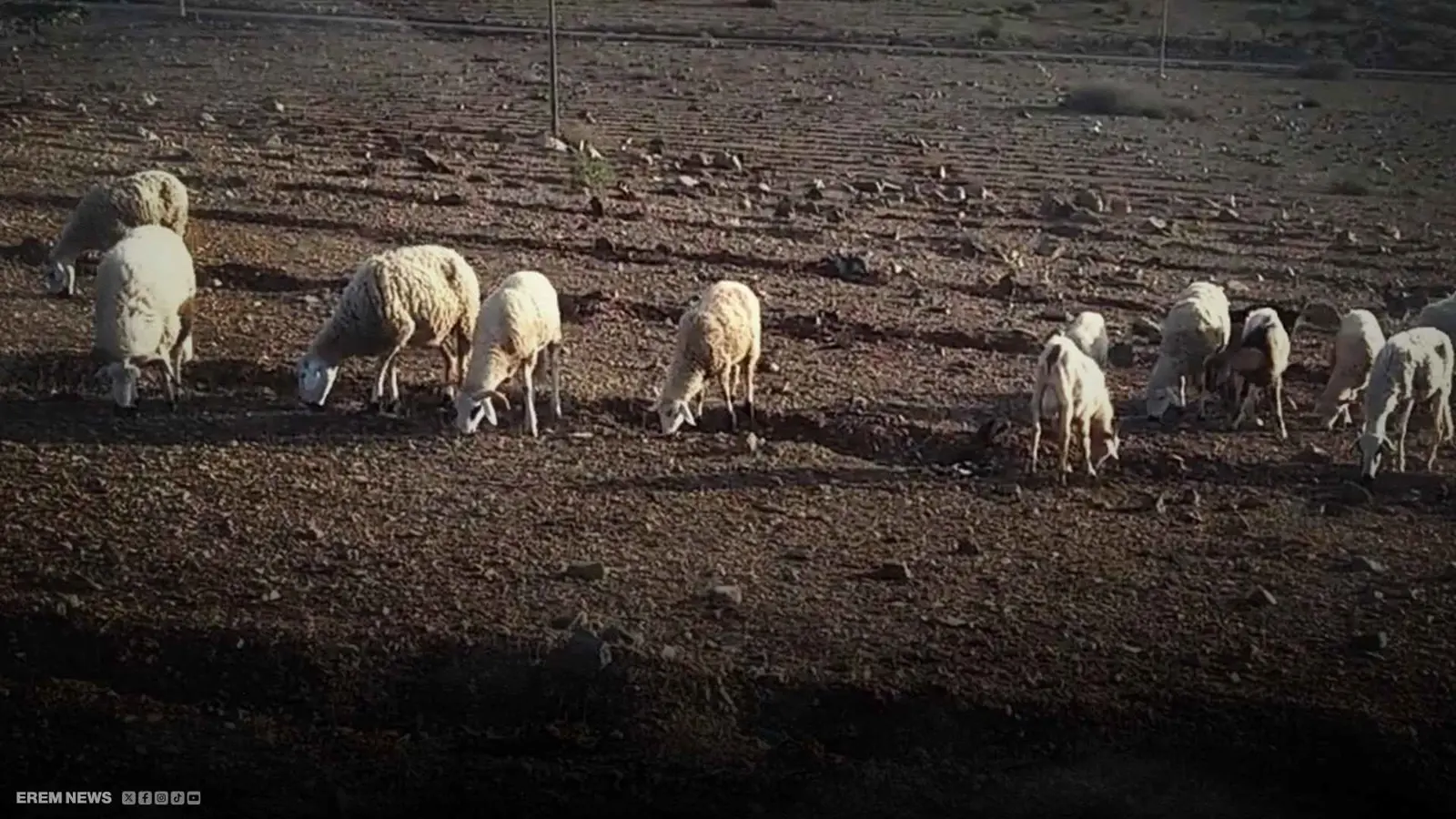 راعي أغنام عراقي يواجه دباً وجهاً لوجه وينجو بأعجوبة (فيديو)
