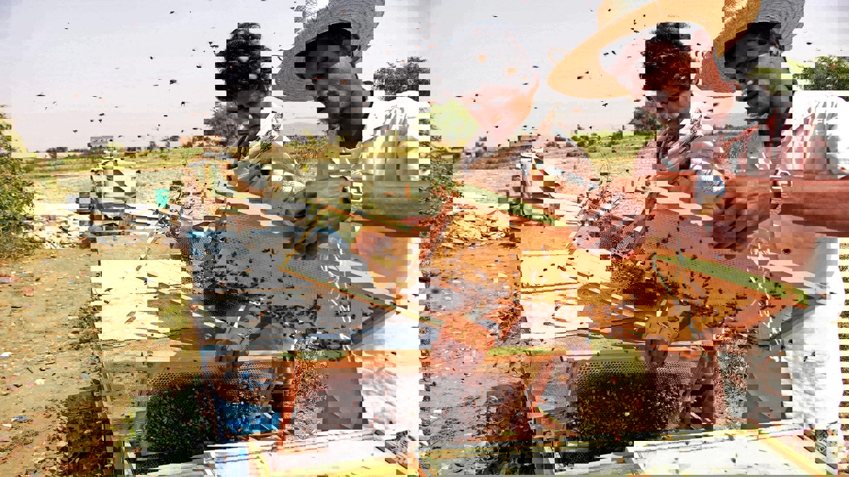 مرارة الحرب تفسد العسل اليمني