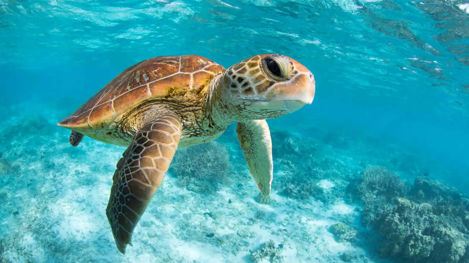 مصر.. إنقاذ سلحفاة نادرة من محل للمأكولات البحرية (صورة)
