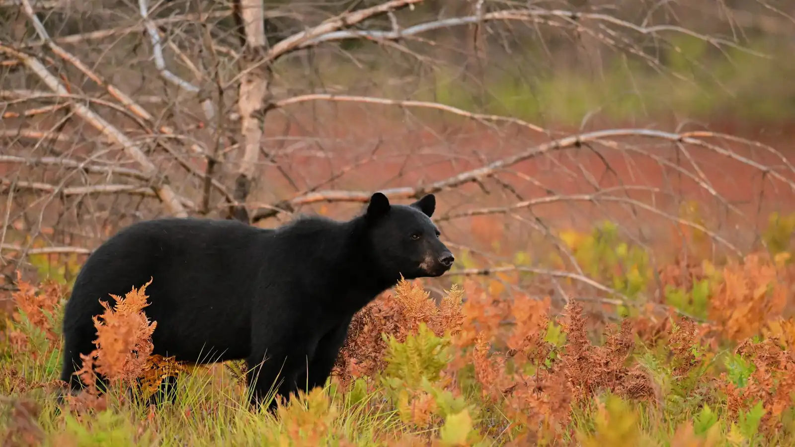 دب يقتحم بثًا مباشرًا أثناء تغطية حادثة في كاليفورنيا (فيديو)