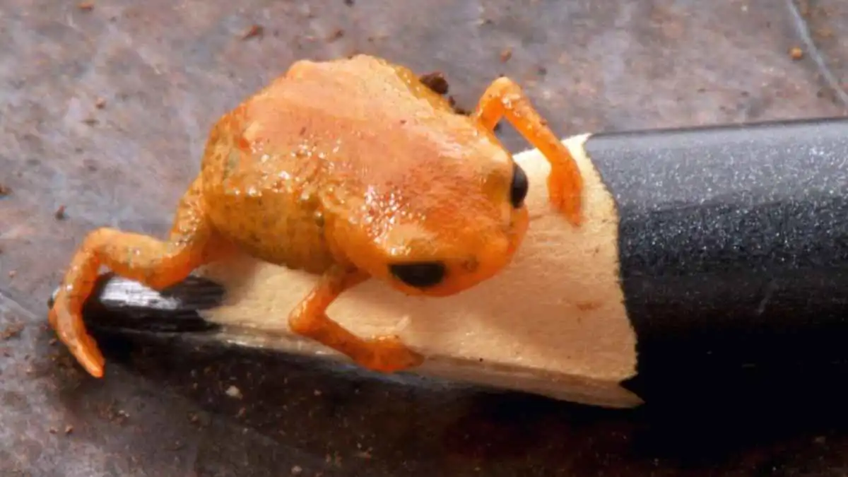 بطول سنتيمتر واحد.. اكتشاف ضفدع برتقالي نادر في البرازيل (صور)